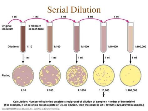 serial dilution micro lab 2